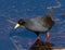 Black Crake looking for insects