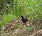 Black Crake in Rice Field