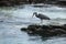 Black crane against rocks