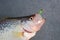 Black crappie with lure in mouth on ice