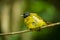 Black-crested Bulbul bird