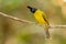 Black-crested Bulbul bird