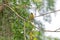 Black-crested bulbul bird in black and yellow perching on tree b