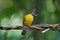 Black-crested bulbul, passerine bird in yellow with black crest