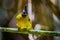 Black-crested Bulbul (Pycnonotus flaviventris)