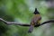 Black-crested Bulbul Pycnonotus flaviventris on banch tree in park