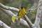 Black-crested Bulbul Pycnonotus flaviventris Beautiful Birds of Thailand