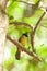 Black-crested Bulbul (Pycnonotus flaviventris) bird