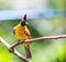 Black-crested Bulbul or Pycnonotus flaviventris bird