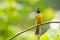 Black-crested Bulbul (Pycnonotus flaviventris) bird in the fores