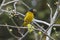 Black-crested Bulbul Pycnonotus flaviventris Birds Eating Fruit