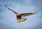 Black crested caracara in flight over the Pantanal, Brazil