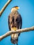 Black crested caracara looking right, standing on branch