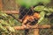 Black Crested Gibbon or Nomascus Concolor