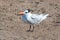 Black Crested Gull at McGrath State Park nature preserve in Ventura - Oxnard on the California gold coast - USA