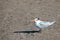 Black Crested Gull at McGrath State Park nature preserve in Ventura - Oxnard on the California gold coast - USA