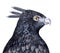 Black crested hawk eagle sketchy illustration.