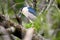 A black crested night heron perched in a tree.