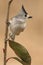 Black-crested Titmouse