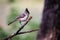 Black-crested titmouse resting on a branch