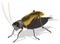 black cricket insect vector illustration transparent background