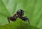 Black cricket on leaf.