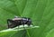 Black cricket on leaf.