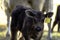 Black crossbred calf with ear tag