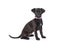 Black Crossbreed Puppy Pink Collar Sitting Looking