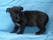 Black crossbreed terrier puppy