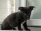 Black crossbreed terrier puppy