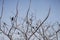 Black Crow on bare branches