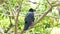 Black crow bird.