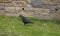 black crow bird animal