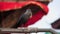 Black crow bird at Durbar Square in Kathmandu, Nepal