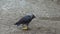 Black crow bird eating apple on street floor.