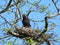 Black crow bird in nest, Lithuania