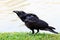 Black crow bird standing on green grass field