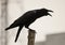 Black crow cawing. black bird preaching on a stick ,isolated in the city background