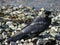 Black crow close-up on a rocky beach