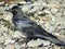 Black crow close-up on a rocky beach