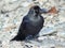 Black crow close-up on a rocky beach