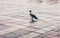 Black crow on the cobblestones on the sidewalk in the park on an autumn day