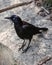 Black crow on concrete wall