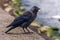 Black crow Corvus cornix on the wall
