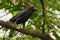 A black crow, crowing loudly from the tree tops, to those in ear-shot, in a lush Thai garden park.