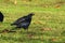 Black crow eating corn