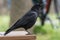 Black Crow on Edge of Picnic Table