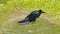 Black crow enjoying water bathing