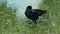 Black crow enjoying water bathing